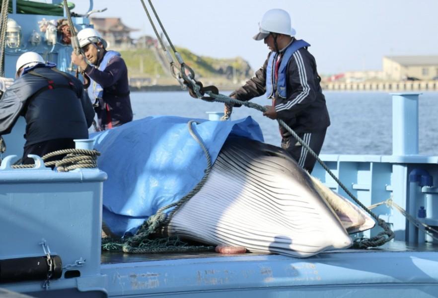 ژاپن صید نهنگ را بار دیگر در محدوده آب های سرزمینی شروع کرد