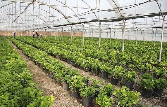 مجوز احداث 20 گلخانه در شهرستان مهر صادر شد