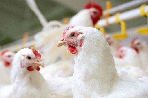 کشف 1600 قطعه مرغ زنده قاچاق در بافق یزد