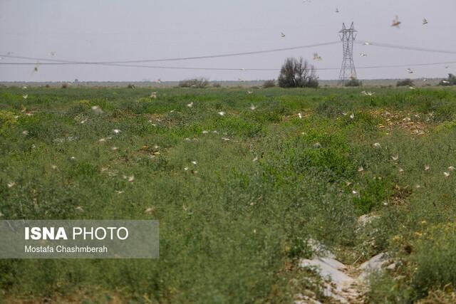 خطر حمله ملخ صحرایی به مزارع فارس جدی است خطر حمله ملخ صحرایی به مزارع فارس جدی است