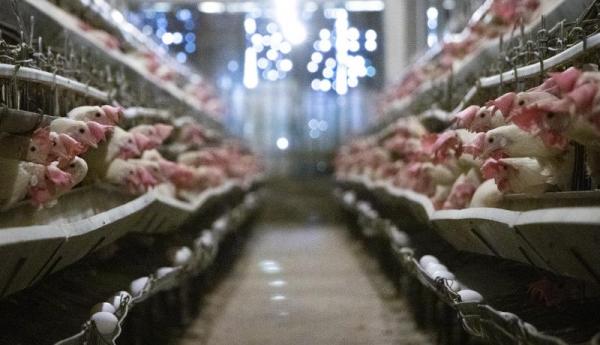 ثبات نسبی در بازار مرغ ، مرغداران خواستار اصلاح قیمت مصوب مرغ هستند
