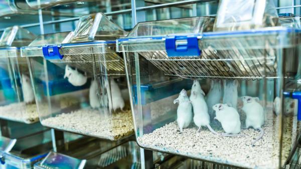 نانوذرات پوشش دار، نوعی فیبروز ریوی را در موش ها درمان کرد خبرنگاران